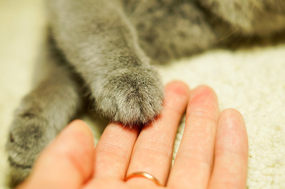 Why Losing a Pet Can be So Difficult